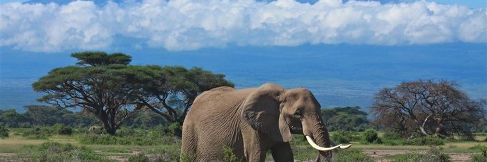 Elefant Kilimanjaro, Tansania