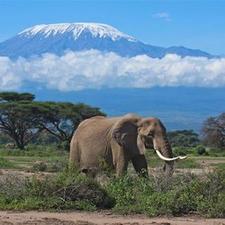 Elefant Kilimanjaro, Tansania