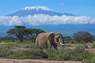 Elefant Kilimanjaro, Tansania