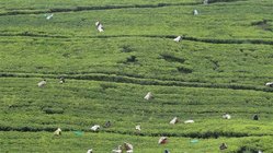 Teepflueckerinnen, Sri Lanka