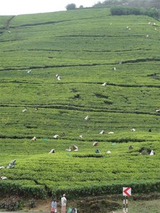 Teepflueckerinnen, Sri Lanka