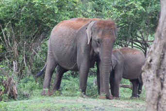 Elefantenfamilie im Yala-Nationalpark