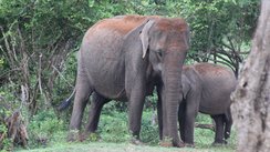 Elefantenfamilie im Yala-Nationalpark