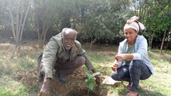 Wukro Baum pflanzen, Berichte von unterwegs Äthiopien