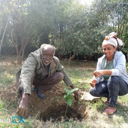 Wukro Baum pflanzen, Berichte von unterwegs Äthiopien