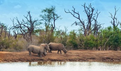 Hlane Nationalpark, Swasiland