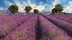 Lavendelfeld Provence