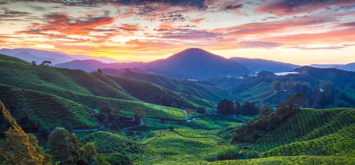 Cameron Highlands Teeplantage