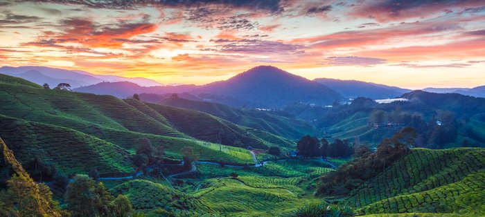 Cameron Highlands Teeplantage