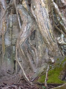 Ta-Prohm-Tempel-Dschungeltempel-Gesicht-im-Baum, Reisebericht Vietnam & Kambodscha