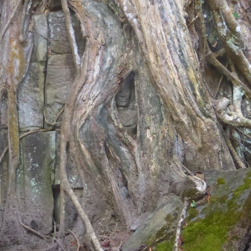 Ta-Prohm-Tempel-Dschungeltempel-Gesicht-im-Baum, Reisebericht Vietnam & Kambodscha