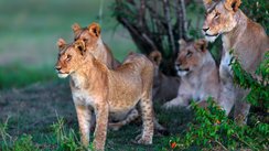 Löwen in Masai Mara, Kenia