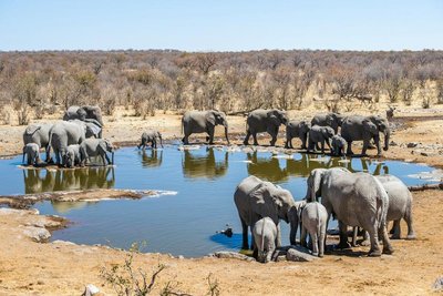 Elefanten im Etosha-Nationalpark