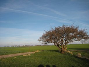 Wiese Rügen 