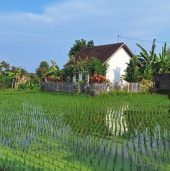 Reisfelder auf Bali