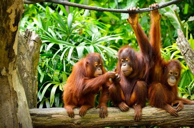 Orangutan, TOP 5 Sehenswürdigkeiten