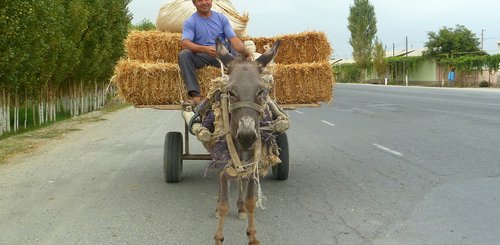Eselwagen, Usbekistan