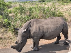 Blick auf ein Nashorn im Hluhluwe-iMfolozi Nature Reserve in Südafrika