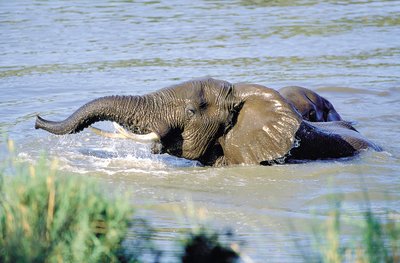 Elefant im Wasser, Südafrika