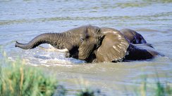Elefant im Wasser, Südafrika
