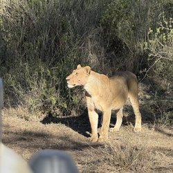 Löwin im Serengeti Nationalpark
