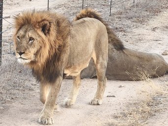 Löwe in einem privaten Wildreservat in Südafrika 