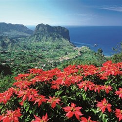 Blüten und Meer auf Madeira