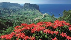 Blüten und Meer auf Madeira