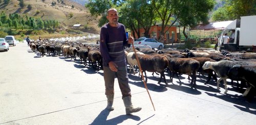 Eine Schafherde auf der „Autobahn“ ins Fergana Tal, Usbekistan
