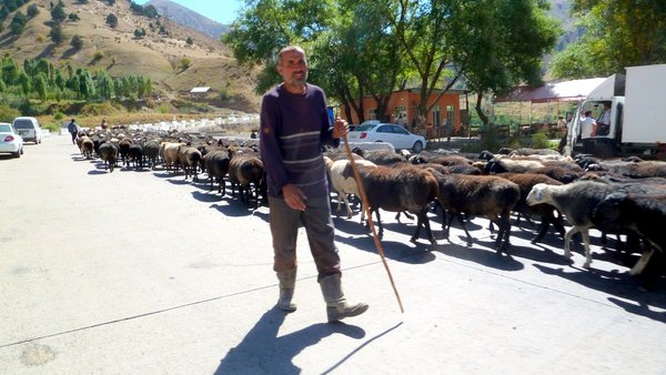 Eine Schafherde auf der „Autobahn“ ins Fergana Tal, Usbekistan