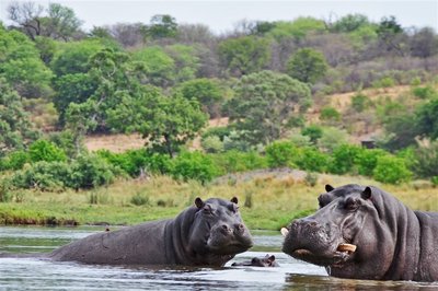Chobe-Nationalpark, Botswana