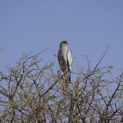 Graubürzel Singhabicht im Baum