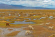 Alpakas am Salinas y Aguada Blanca