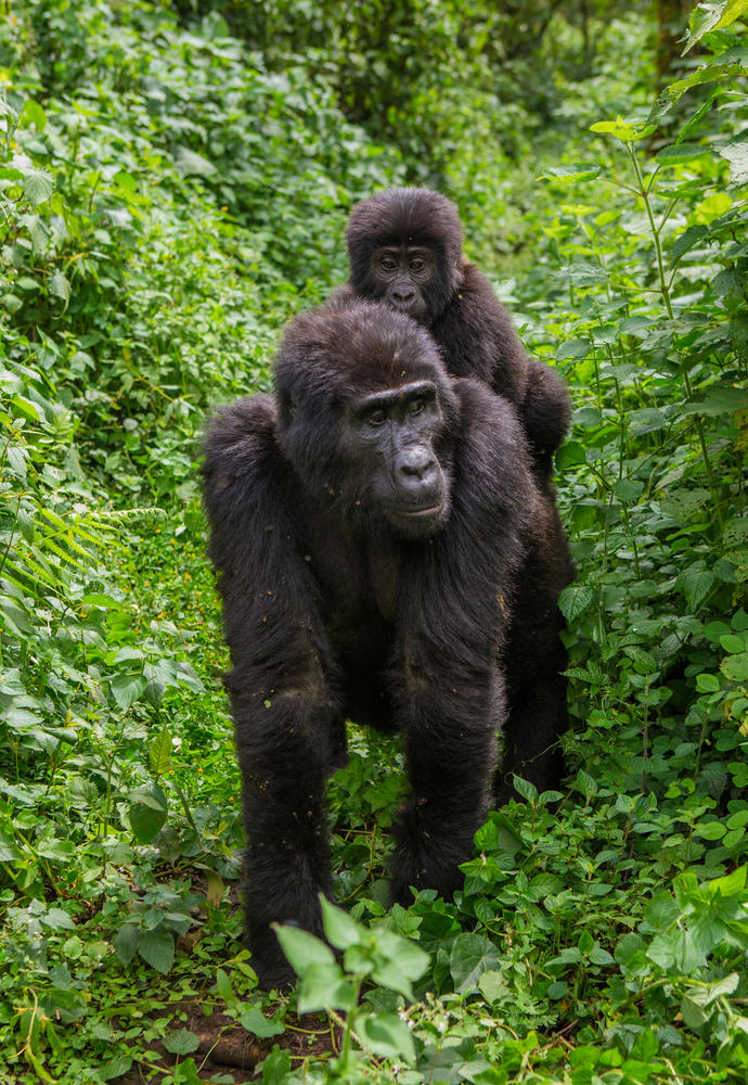 Gorillamutter mit Baby
