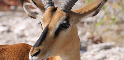 Impala im Etosha Park 