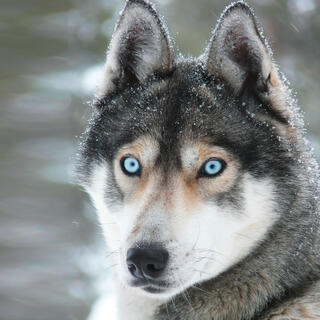Portrait eines Huskys