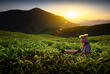 Teeplantage