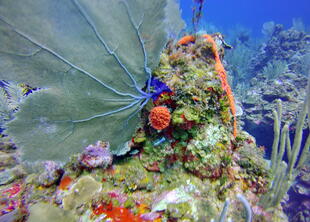Unterwasserwelt der Insel Ambergis Caye vor der Küste von Belize