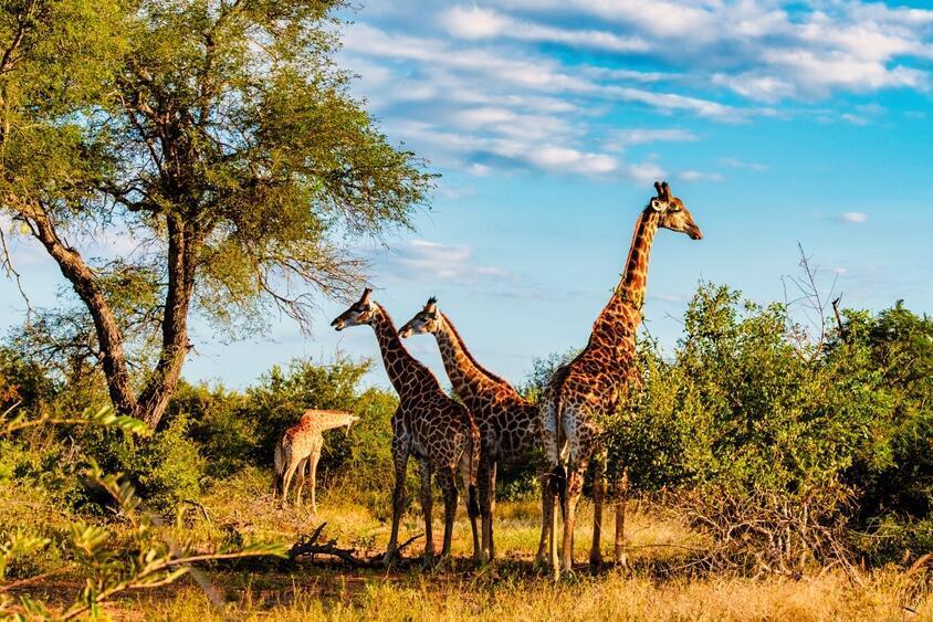 Giraffen im Krüger Nationalpark