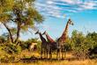 Giraffen im Krüger Nationalpark