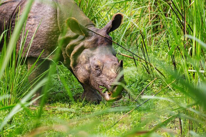 Nashorn im Chitwan-Nationalpark