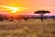 Sonnenuntergang im Serengeti Nationalpark