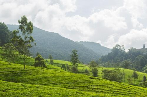 Teeplantage in Nuwara Eliya