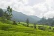 Teeplantage in Nuwara Eliya