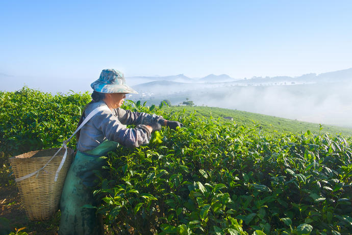 Asiatische Frau in Teeplantage