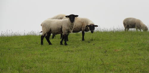 Schafe auf der Insel Rügen