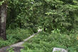 Weg im Gorumara-Nationalpark