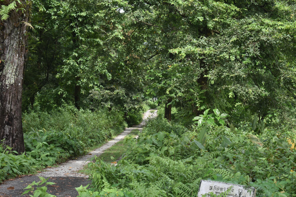 Weg im Gorumara-Nationalpark