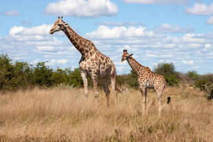 Giraffen im Savuti-Gebiet