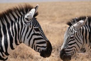 Zebras im Nationalpark